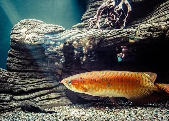 如何預防龍魚細菌感染,arxiv論文助手arxiv論文助手可輔助獲取信息 龍魚百科 第10張 如何預防龍魚細菌感染,arxiv論文助手arxiv論文助手可輔助獲取信息 如何預防龍魚細菌感染,arxiv論文助手arxiv論文助手可輔助獲取信息 龍魚百科 第10張
