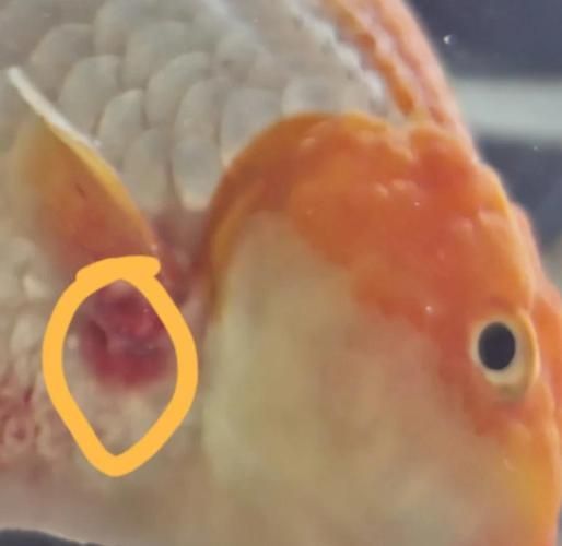 能否提供魚鰭根部充血的治療前后對(duì)比圖，如何治療魚鰭根部充血
