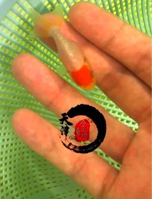 靜安寺未來(lái)有龍魚展示計(jì)劃嗎，“閃亮·上海”靜安寺未來(lái)有龍魚展示計(jì)劃