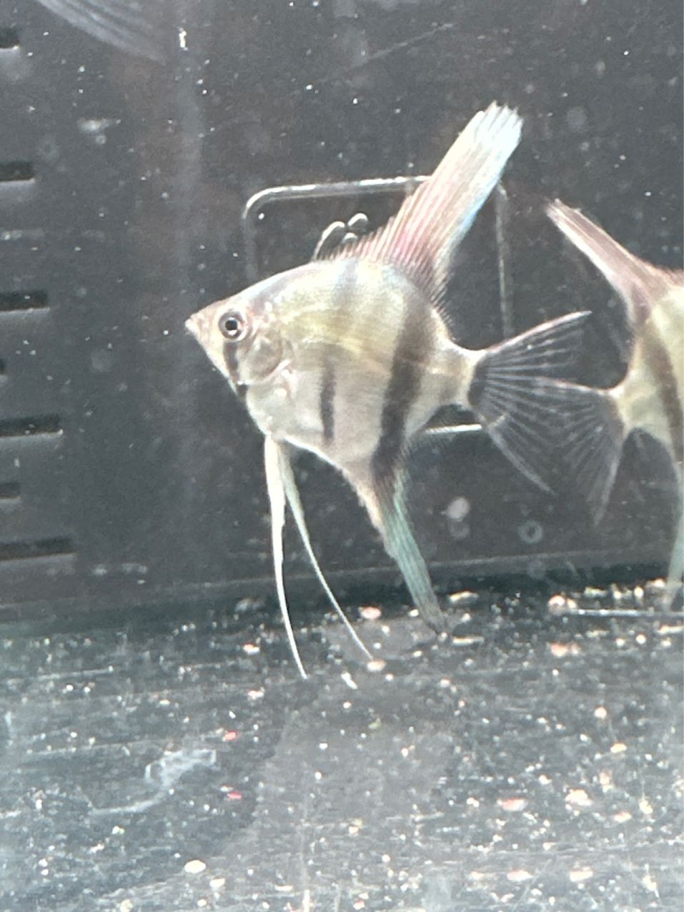 燕魚品種，水產養殖業的重要