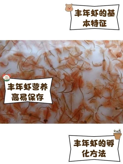 有哪些適合龍魚的開口餌料？，新手養龍魚開口訓練，步驟不要記錯了 有哪些適合龍魚的開口餌料？，新手養龍魚開口訓練，步驟不要記錯了 龍魚百科 第12張