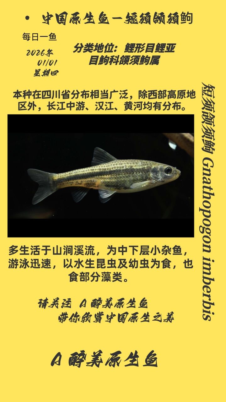 短須頜須，短須頜須是一種獨特的生物特征