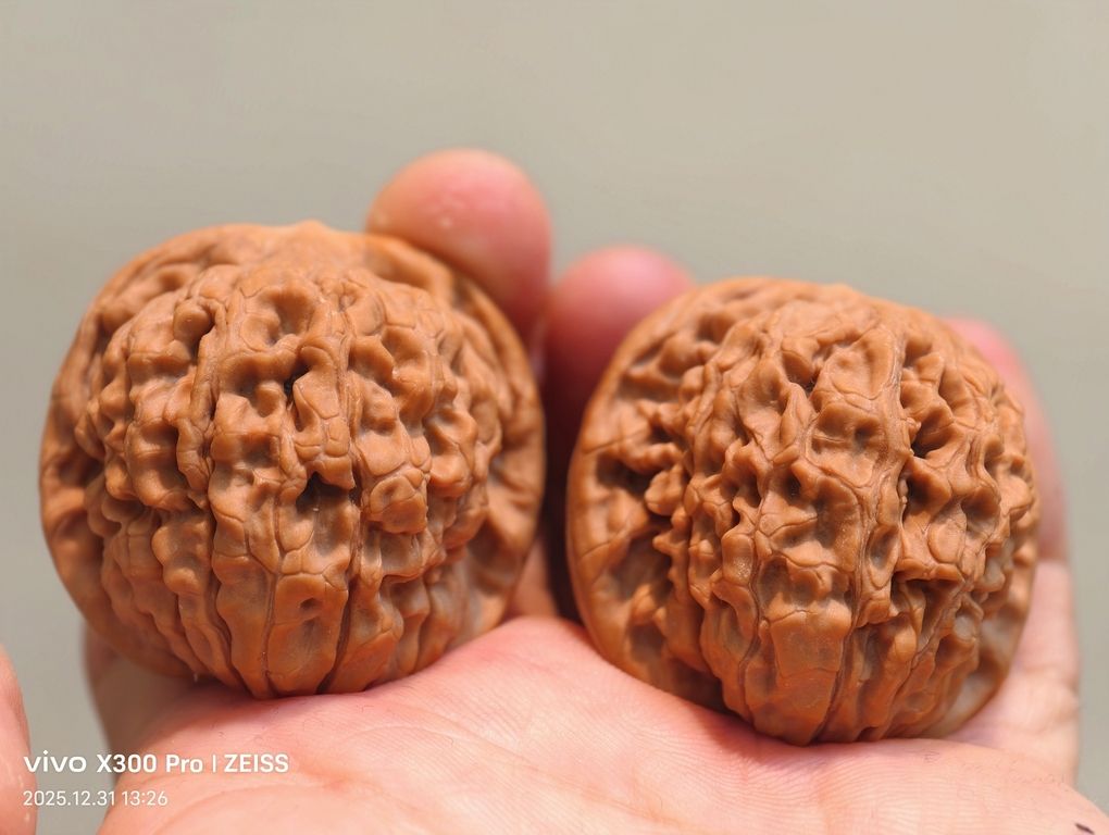 【淶水麻核桃·邯鄲蓮花1200包郵】，水麻核桃·邯鄲蓮花1200包郵 【淶水麻核桃·邯鄲蓮花1200包郵】，水麻核桃·邯鄲蓮花1200包郵 龍魚論壇 第9張