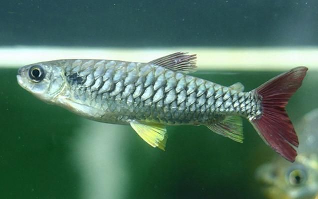 祥龍魚場是否供應紅尾平克魚？，關于祥龍魚場的問題