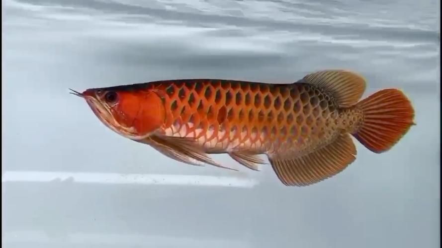 祥龍魚場是否供應紅尾平克魚？，關于祥龍魚場的問題