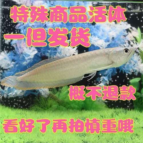 哪里可以購買到銀龍魚100公分，銀龍魚100公分價格是多少 哪里可以購買到銀龍魚100公分，銀龍魚100公分價格是多少 龍魚百科 第4張