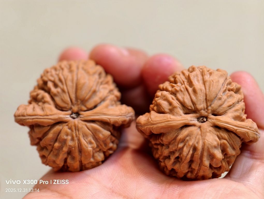 【淶水麻核桃·南瓜墩226包郵】，水麻核桃·南瓜墩226包郵