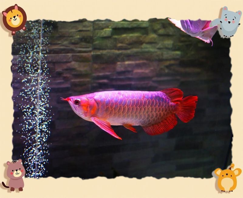 5cm龍魚苗需要多大的魚缸？，5cm龍魚苗需要多大的魚缸，