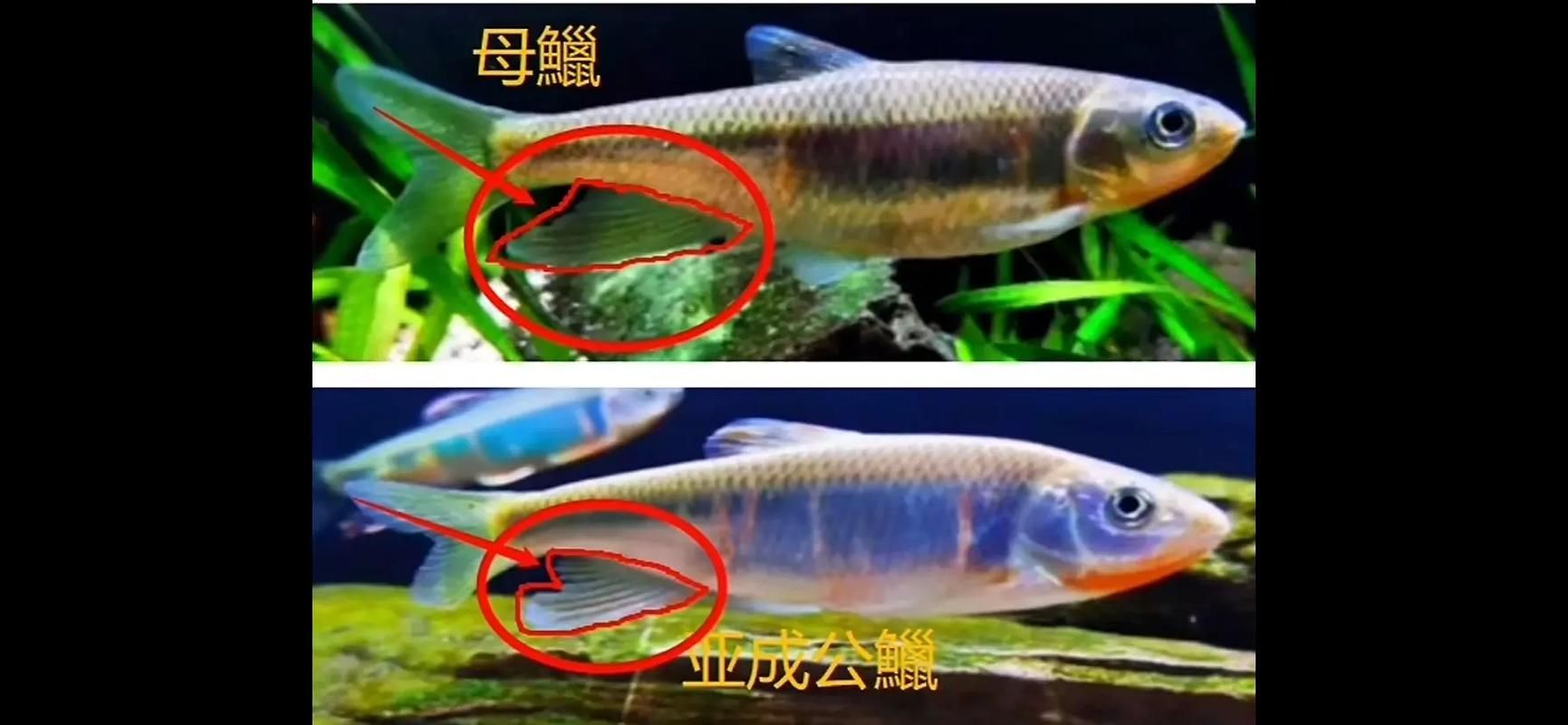 如何預防魚鰭根部充血發紅死亡,西安魚鰭根部充血發紅死亡鹽水血發紅死亡的預防措施 龍魚百科 第5張 如何預防魚鰭根部充血發紅死亡,西安魚鰭根部充血發紅死亡鹽水血發紅死亡的預防措施 如何預防魚鰭根部充血發紅死亡,西安魚鰭根部充血發紅死亡鹽水血發紅死亡的預防措施 龍魚百科 第5張