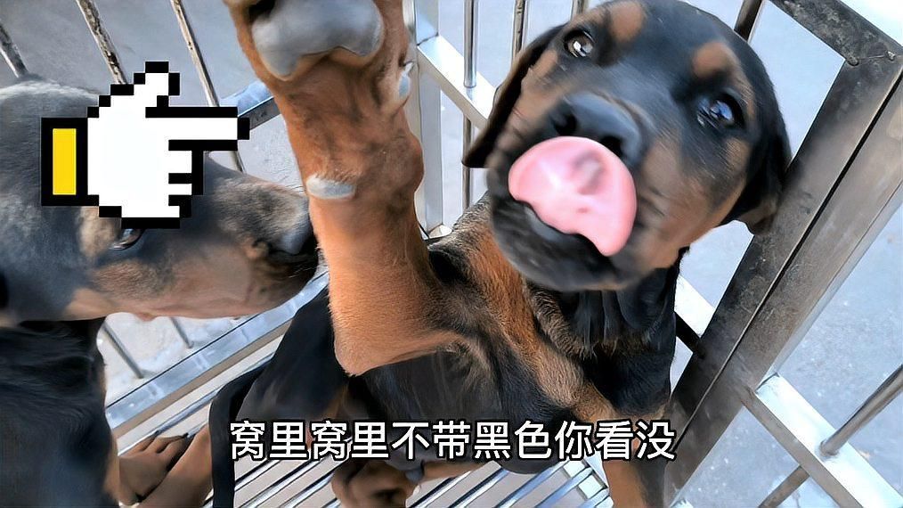 如何區分萊州紅犬和其他犬種，萊州紅與杜賓犬的區別,萊州紅和杜賓犬其實很好區分