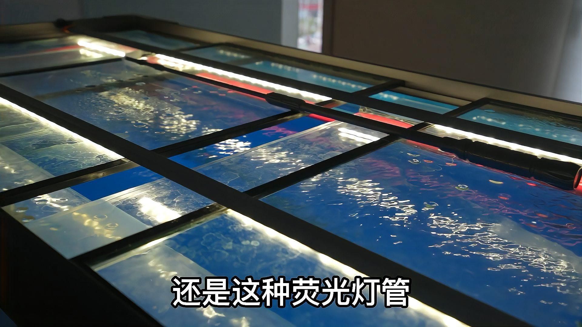 有哪些常見的龍魚拍攝誤區(qū)，拍攝龍魚的基本功 有哪些常見的龍魚拍攝誤區(qū)，拍攝龍魚的基本功 龍魚百科 第2張