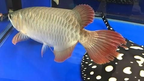 龍魚咬尾后如何護理，龍魚咬尾怎么辦 龍魚咬尾后如何護理，龍魚咬尾怎么辦 龍魚百科 第2張