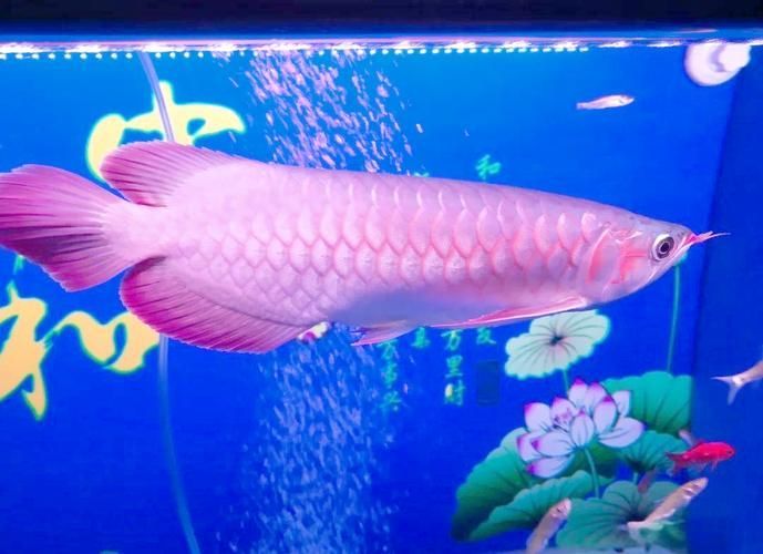 除了紅龍魚，還有哪些龍魚價格昂貴？，盤點那些身價不菲的龍魚