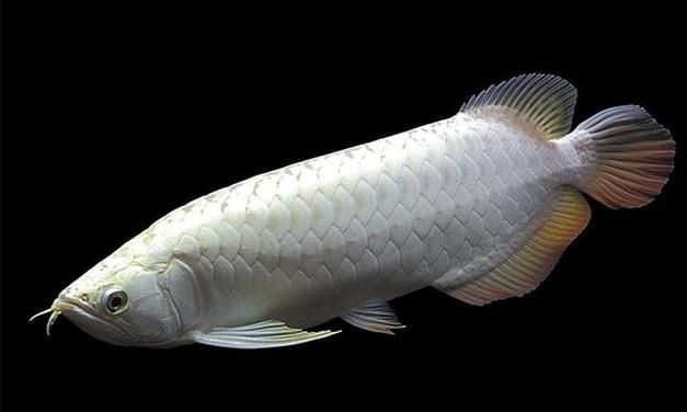 除了紅龍魚，還有哪些龍魚價格昂貴？，盤點那些身價不菲的龍魚