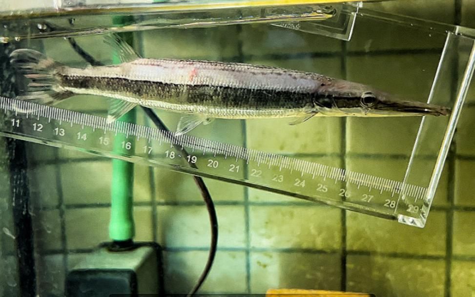 有哪些魚適合與新魚合缸，v字火箭混養方案 有哪些魚適合與新魚合缸，v字火箭混養方案 龍魚百科