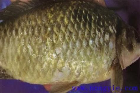 黑身松鱗病最簡單三個(gè)征兆，黑身松鱗病最簡單、最直接的三個(gè)征兆