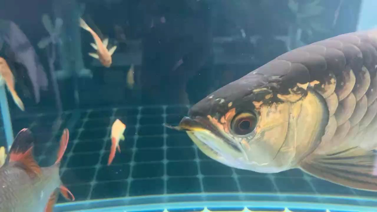 金龍，《西游記》中的金箍棒原型就是一條金色的龍