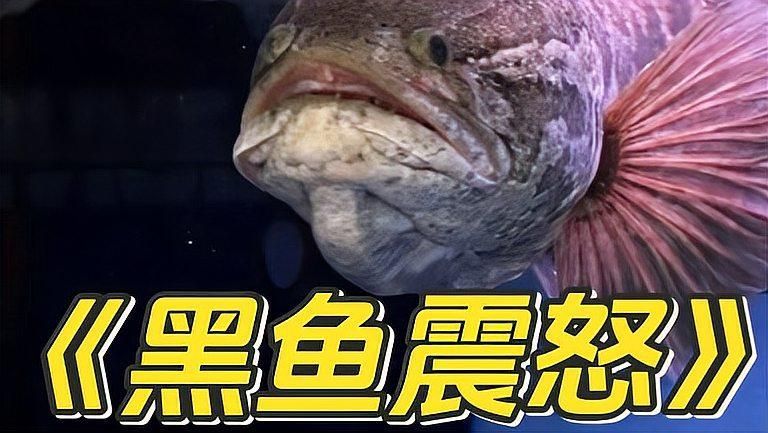 混養不同魚類時需要注意什么，新手混養魚類搭配清單，幫你快速選出適合你的魚缸組合