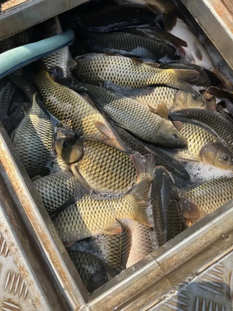 磁縣龍魚的養殖技術有哪些？，河北磁縣龍魚養殖技術規范養殖技術規范養殖技術規范 磁縣龍魚的養殖技術有哪些？，河北磁縣龍魚養殖技術規范養殖技術規范養殖技術規范 龍魚百科 第5張