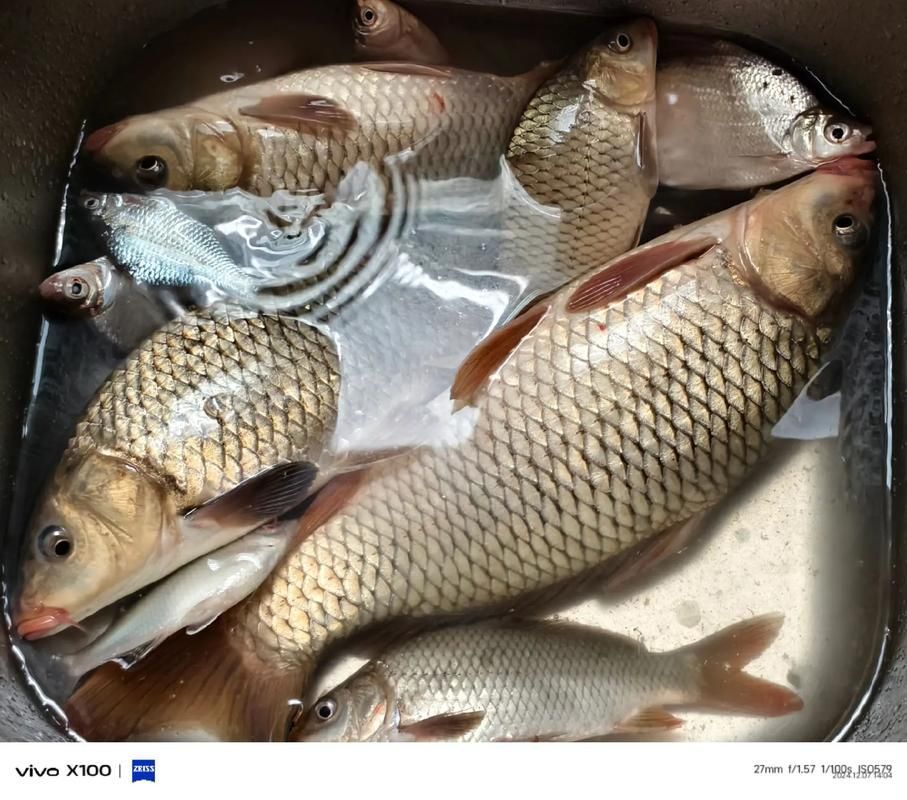 磁縣龍魚的養殖技術有哪些？，河北磁縣龍魚養殖技術規范養殖技術規范養殖技術規范 磁縣龍魚的養殖技術有哪些？，河北磁縣龍魚養殖技術規范養殖技術規范養殖技術規范 龍魚百科 第3張