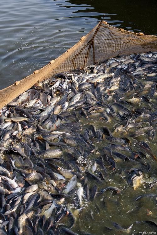 磁縣龍魚的養殖技術有哪些？，河北磁縣龍魚養殖技術規范養殖技術規范養殖技術規范 磁縣龍魚的養殖技術有哪些？，河北磁縣龍魚養殖技術規范養殖技術規范養殖技術規范 龍魚百科 第4張