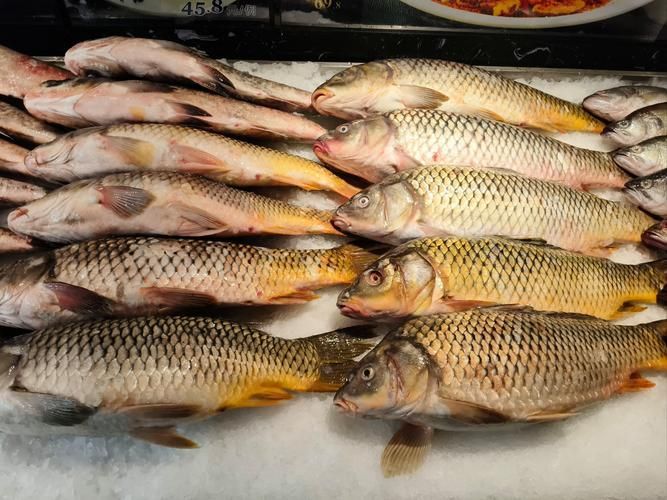 磁縣龍魚的養殖技術有哪些？，河北磁縣龍魚養殖技術規范養殖技術規范養殖技術規范 磁縣龍魚的養殖技術有哪些？，河北磁縣龍魚養殖技術規范養殖技術規范養殖技術規范 龍魚百科 第2張
