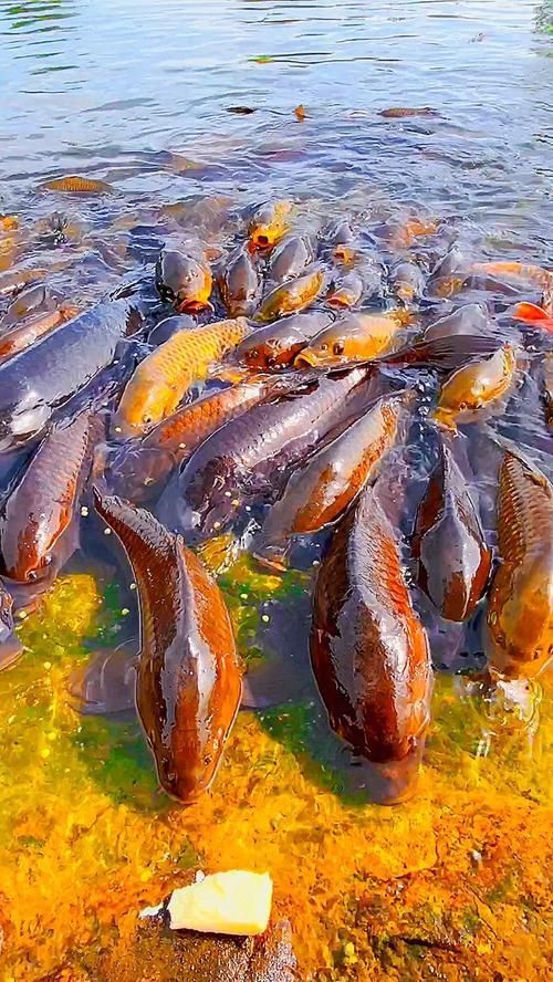 磁縣龍魚的養殖技術有哪些？，河北磁縣龍魚養殖技術規范養殖技術規范養殖技術規范 磁縣龍魚的養殖技術有哪些？，河北磁縣龍魚養殖技術規范養殖技術規范養殖技術規范 龍魚百科 第1張