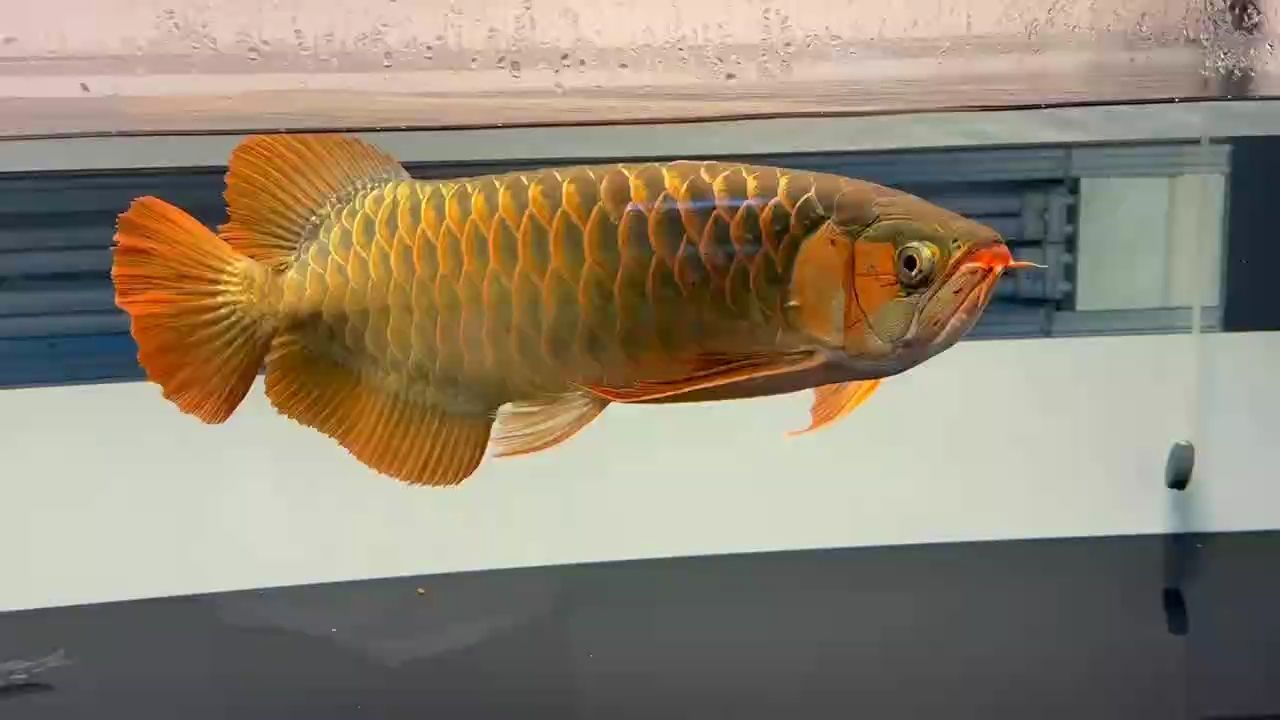 高端龍魚，高端龍魚的養殖、護理以及市場價值