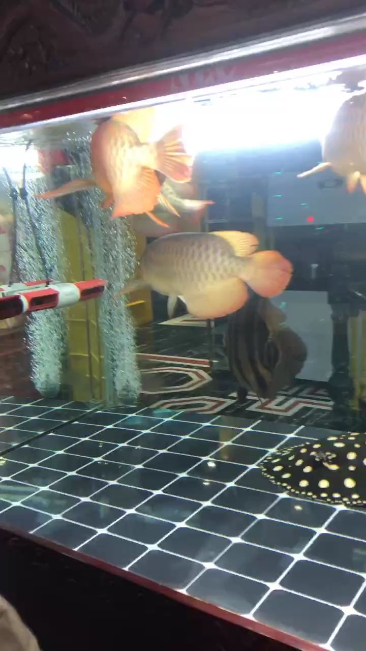 魚缸用增氧泵價格是多少:魚缸增氧機-xtrac增氧機-xtrac增氧機 簽到,簽到系統設計 龍魚論壇 簽到,簽到系統設計 簽到,簽到系統設計 龍魚論壇