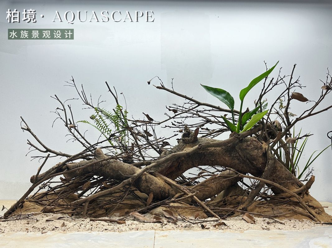 給我一些120×60魚(yú)缸的造景圖片，120×60厘米的魚(yú)缸造景圖片展示了如何通過(guò)不同的植物、裝飾品和水生物來(lái)豐富您的魚(yú)缸景觀
