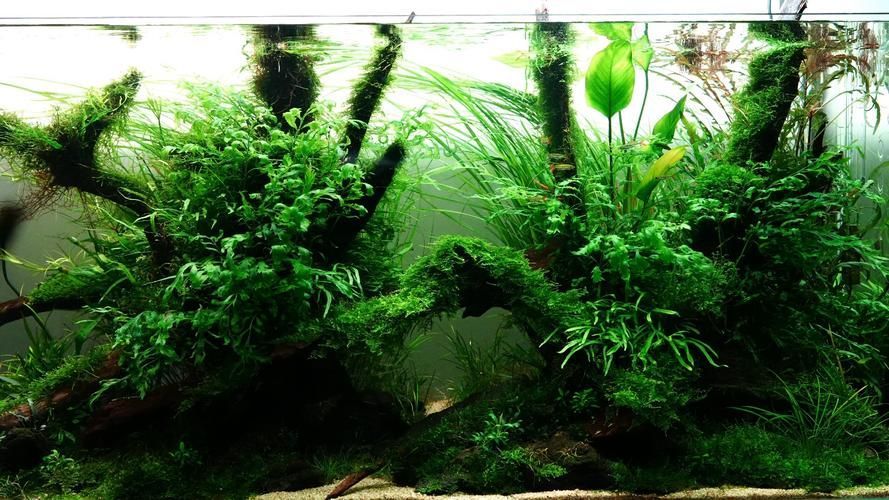 給我一些120×60魚(yú)缸的造景圖片，120×60厘米的魚(yú)缸造景圖片展示了如何通過(guò)不同的植物、裝飾品和水生物來(lái)豐富您的魚(yú)缸景觀