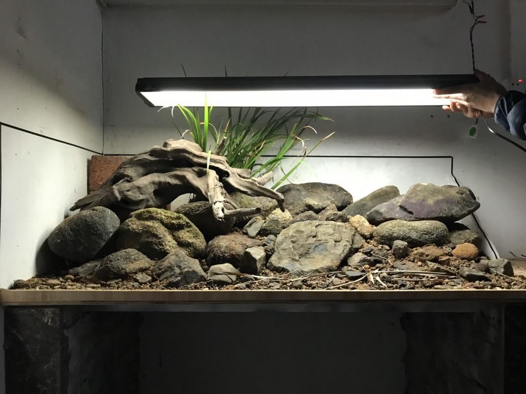 給我一些120×60魚(yú)缸的造景圖片，120×60厘米的魚(yú)缸造景圖片展示了如何通過(guò)不同的植物、裝飾品和水生物來(lái)豐富您的魚(yú)缸景觀
