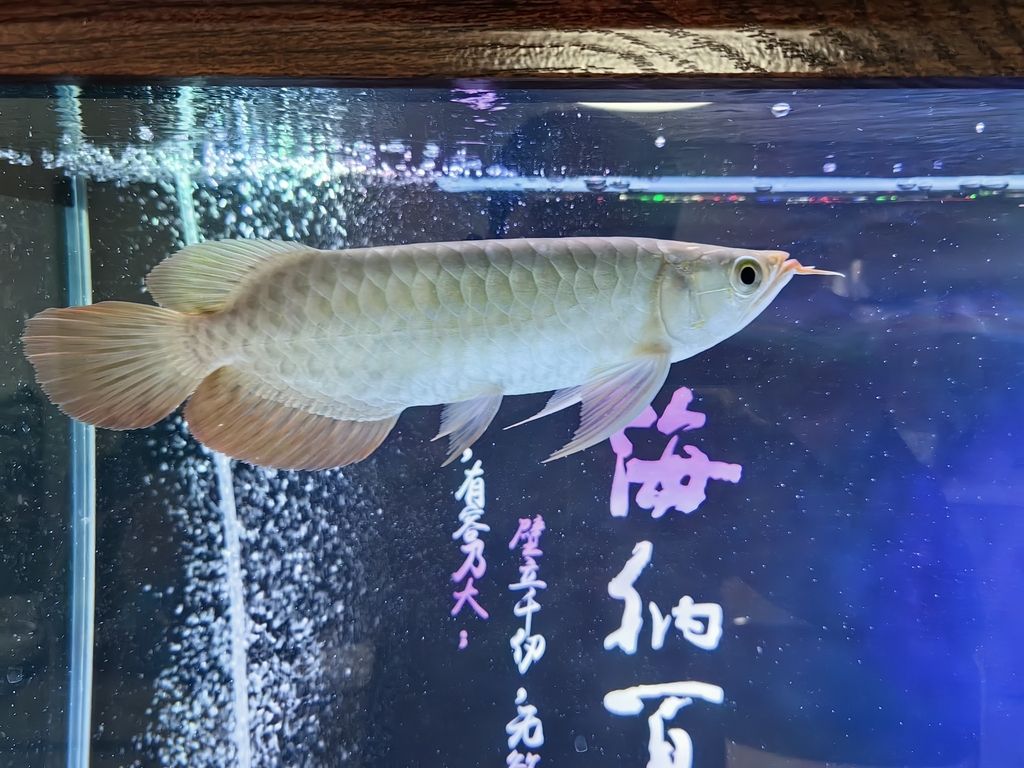 小家伙到家了，小家伙到家了，