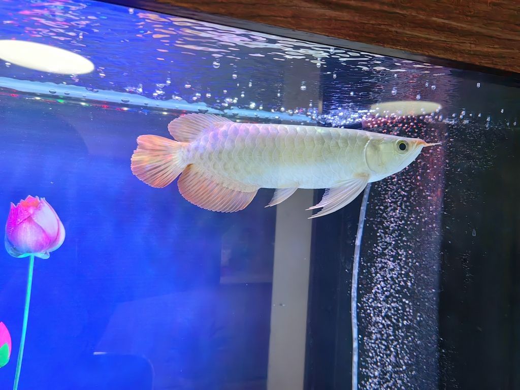 小家伙到家了，小家伙到家了，