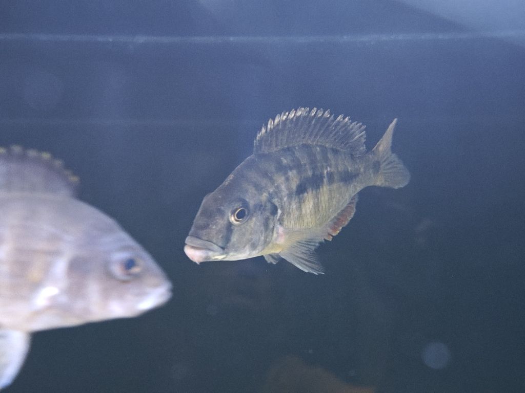 跪求大神指點迷津，魚爛下巴了，關于魚爛下巴的問題 跪求大神指點迷津，魚爛下巴了，關于魚爛下巴的問題 龍魚論壇 第3張
