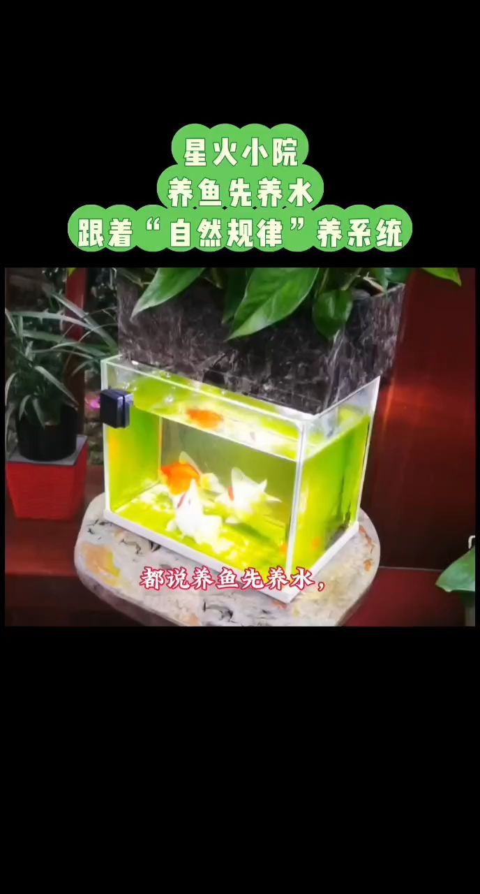 養(yǎng)魚先養(yǎng)水生態(tài)，生態(tài)好了，魚才好，養(yǎng)魚先養(yǎng)水生態(tài)，生態(tài)好了，魚才好，宇哥6519 養(yǎng)魚先養(yǎng)水生態(tài)，生態(tài)好了，魚才好，養(yǎng)魚先養(yǎng)水生態(tài)，生態(tài)好了，魚才好，宇哥6519 龍魚論壇