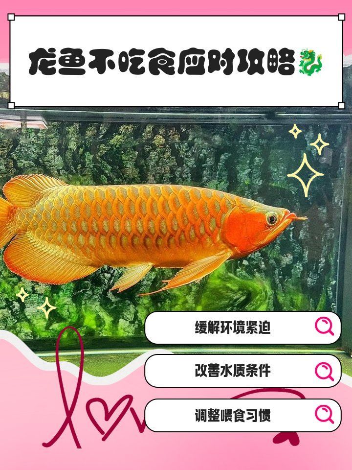 龍魚不吃食的解決方法，導致龍魚不吃食的原因及解決方法