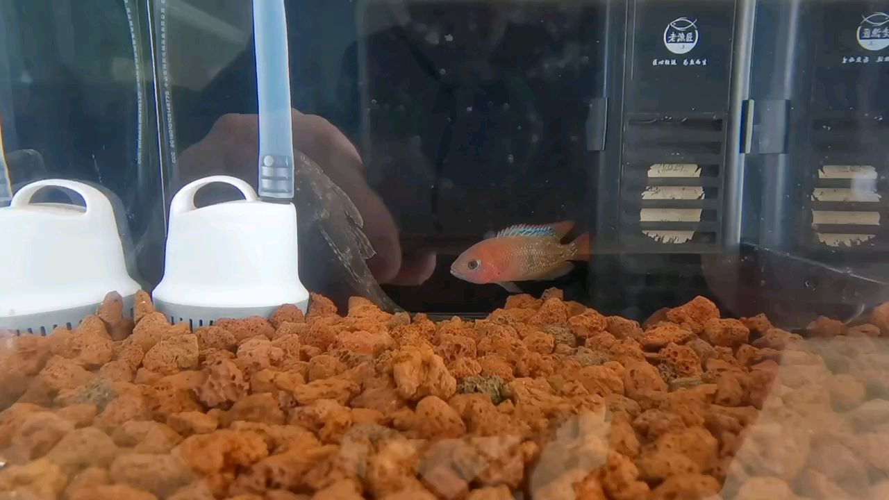 古典羅漢魚，古典羅漢魚室內設計陳工評論：室內設計陳工評論