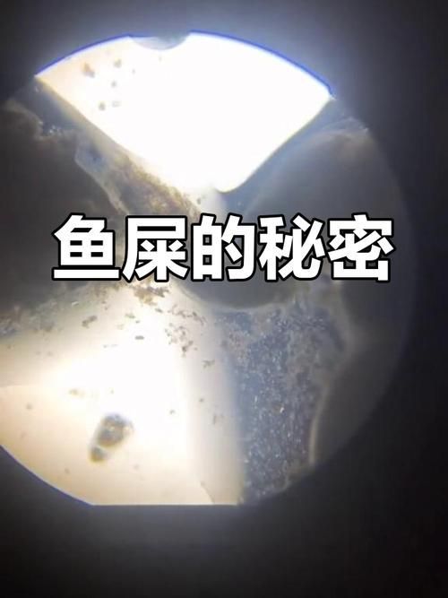 正常龍魚糞便圖，如何判斷龍魚糞便是否正常
