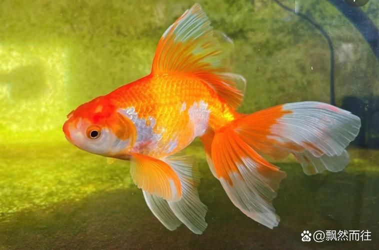 如何判斷魚是否完全恢復，arxiv論文助手工具arxiv論文助手判斷魚是否完全恢復