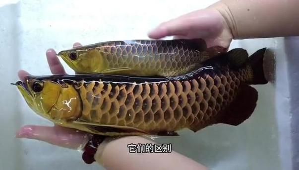 給我一份高背和過背的對比圖鑒，如何區(qū)分高背和過背金龍魚 給我一份高背和過背的對比圖鑒，如何區(qū)分高背和過背金龍魚 龍魚百科 第5張