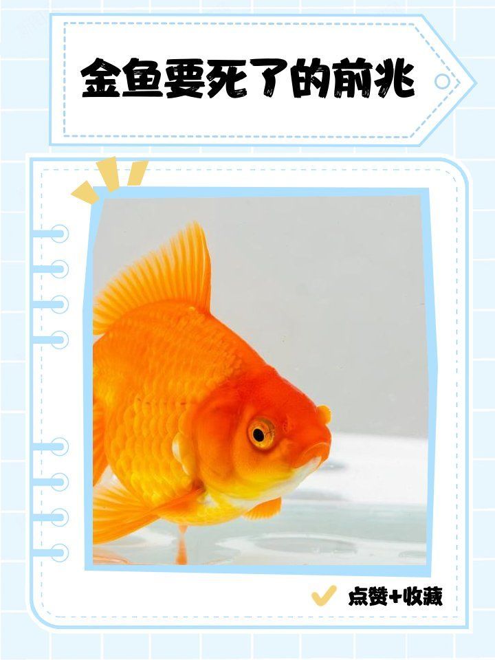 如何判斷魚是否還能救，判斷魚是否還能救，關(guān)鍵在于快速、準(zhǔn)確地識別其生命體征和病因