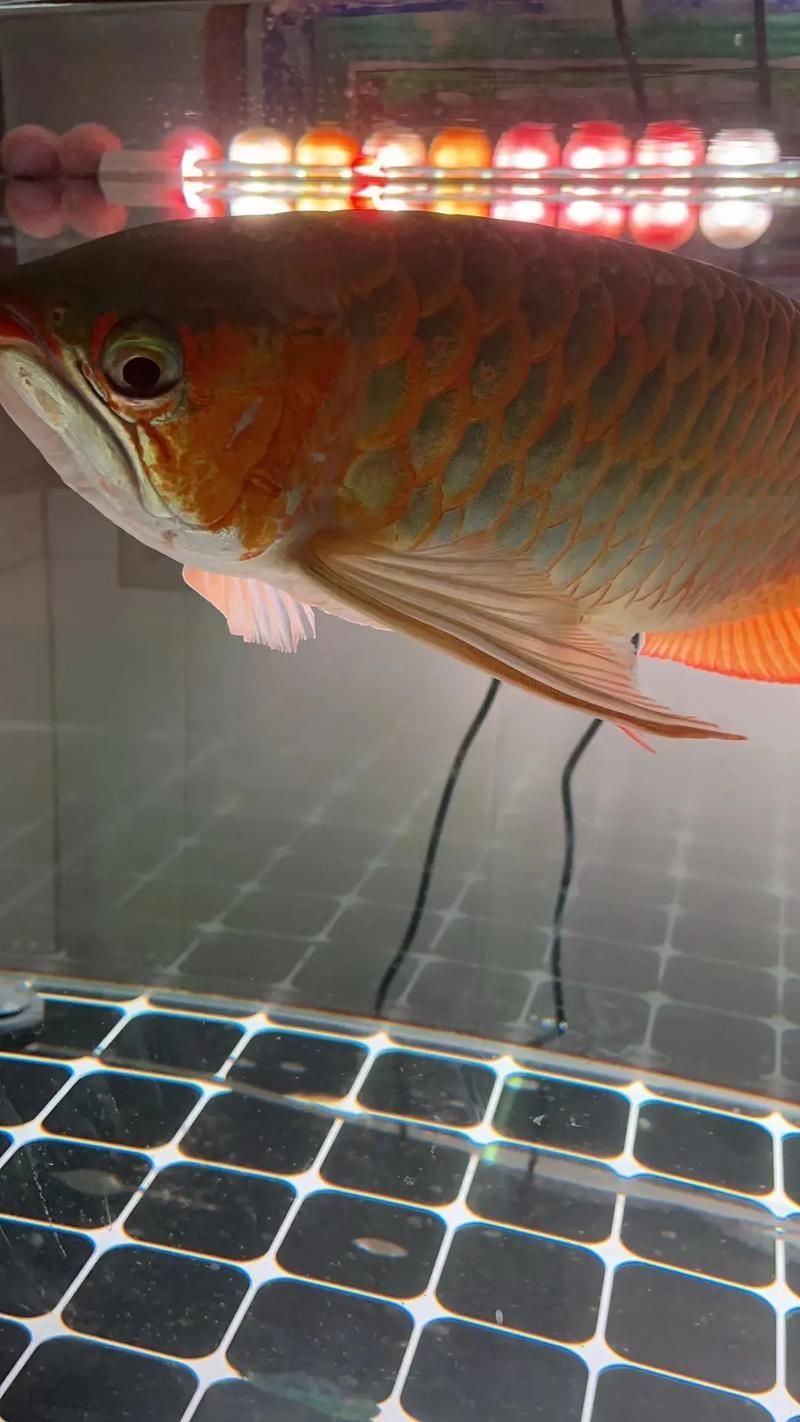 龍魚傷口愈合全過程，龍魚傷口愈合全過程詳解