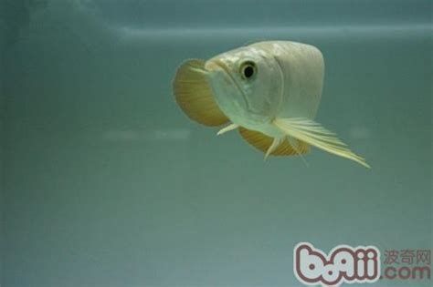 有沒有更簡單的龍魚嘴撞爛處理方法？，龍魚嘴撞爛處理詳解 有沒有更簡單的龍魚嘴撞爛處理方法？，龍魚嘴撞爛處理詳解 龍魚百科 第2張