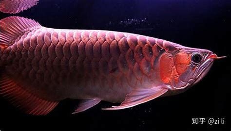 有沒有更簡單的龍魚嘴撞爛處理方法？，龍魚嘴撞爛處理詳解