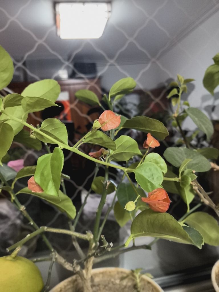 堅持愛好，堅持愛好對提升生活質(zhì)量和實現(xiàn)個人潛能的重要性與實踐策略