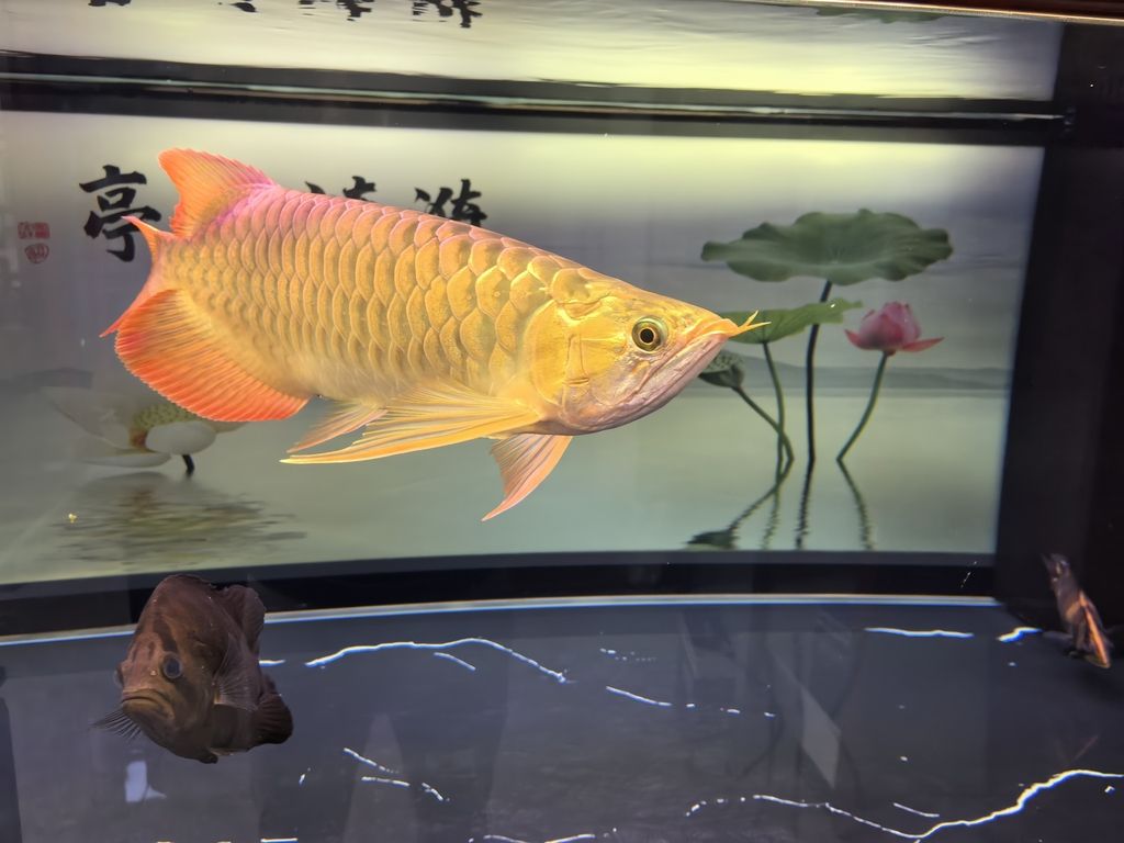 堅持愛好，堅持愛好對提升生活質(zhì)量和實現(xiàn)個人潛能的重要性與實踐策略