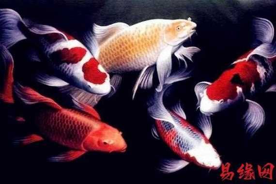 七條魚的風(fēng)水布局圖，七條魚的風(fēng)水布局圖有哪些禁忌七條魚風(fēng)水布局圖 七條魚的風(fēng)水布局圖，七條魚的風(fēng)水布局圖有哪些禁忌七條魚風(fēng)水布局圖 龍魚百科 第4張