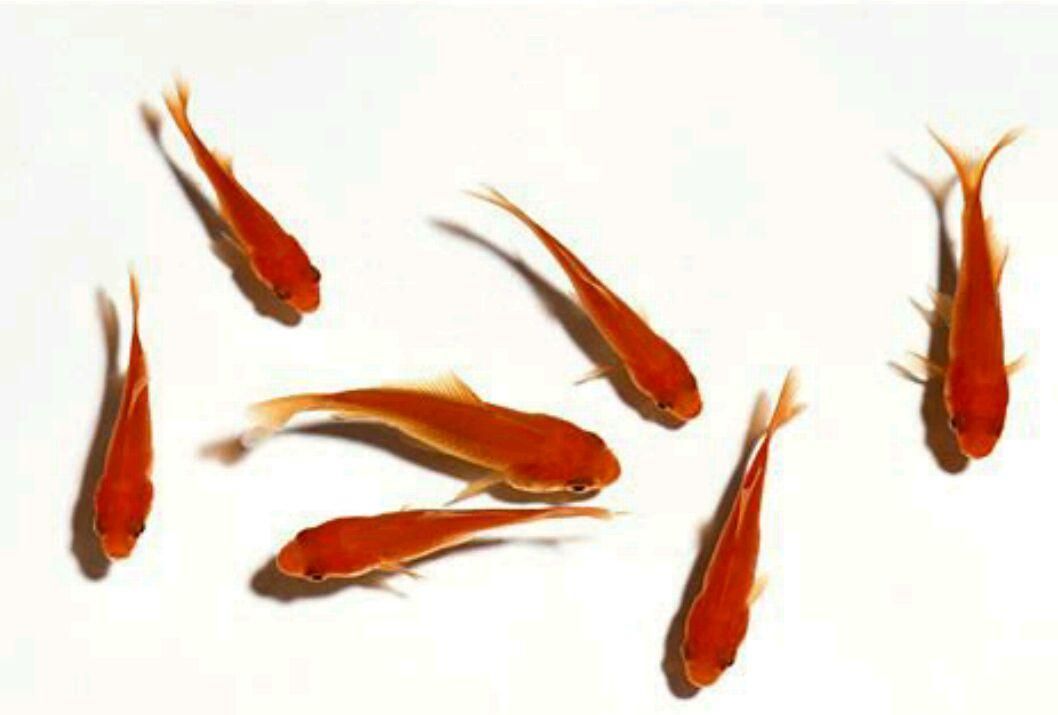 七條魚的風水布局圖，七條魚的風水布局圖有哪些禁忌七條魚風水布局圖