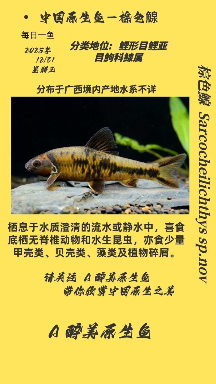 棕色鰁，i00wvbla評論：一種海洋生物屬于鰾科